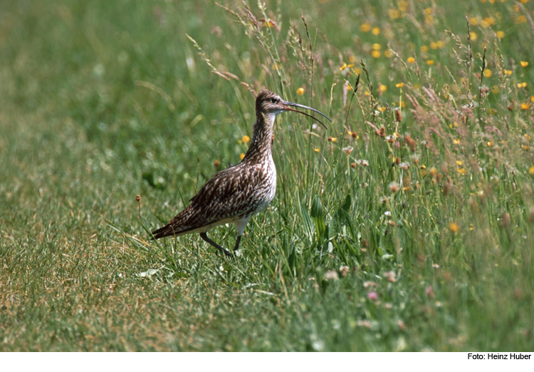 Der Brachvogel ist wieder da