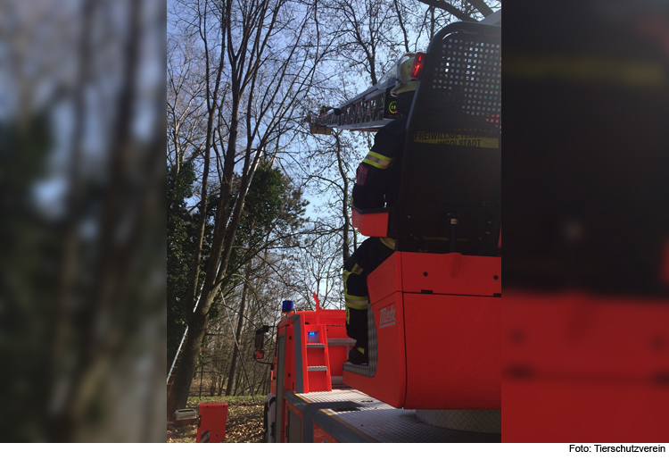 Floriansjünger retten Katze von Baum