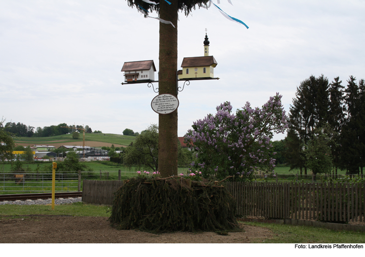 Schönster Maibaum im gesucht