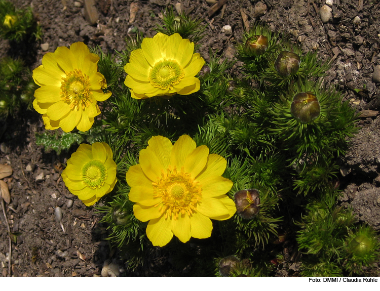 Gartenvisite: „Was blüht denn da?“