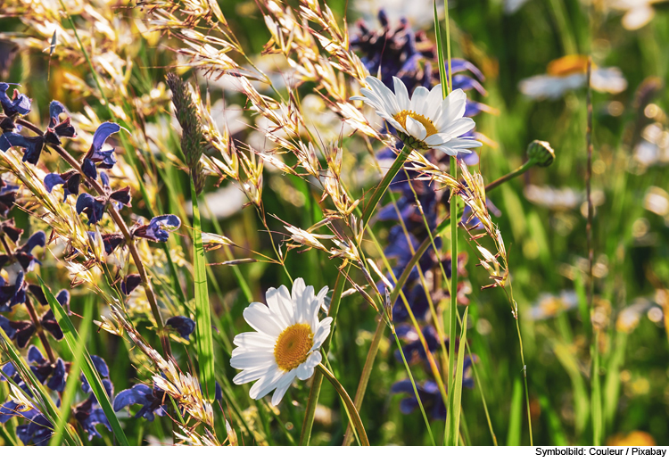 Blühflächen - bienenfreundlich und pflegeleicht