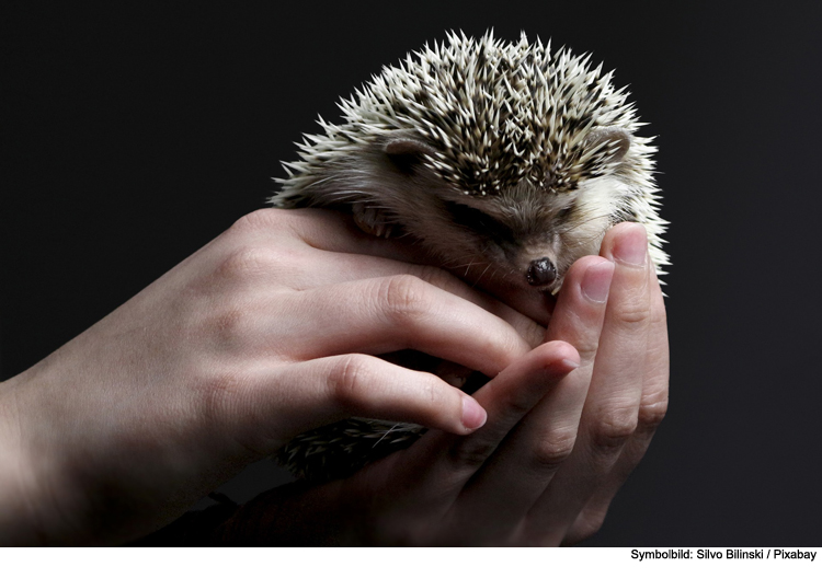 Lebenden Igel in Mülleimer geworfen