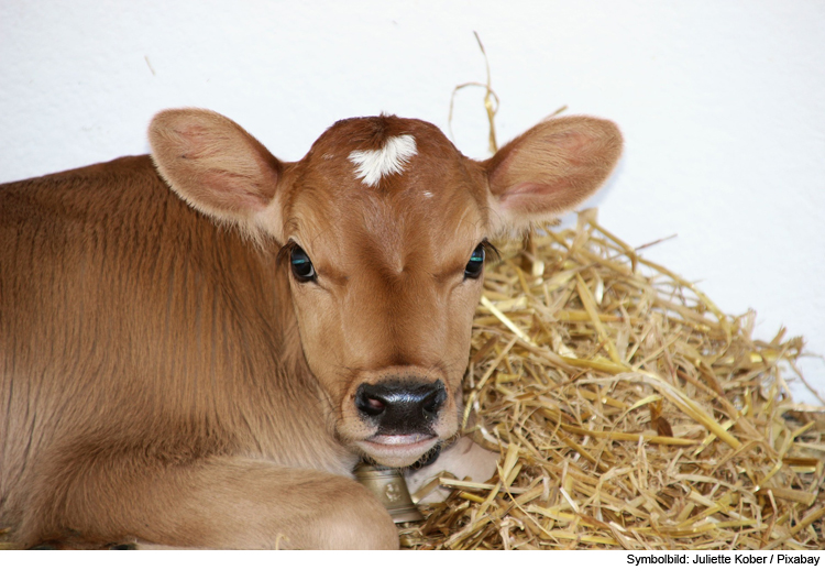 Erholungsgebiet statt Tiermastbetrieb