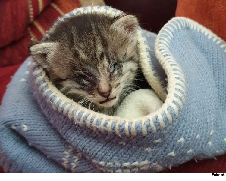 Runder Tisch für Katzenschutz