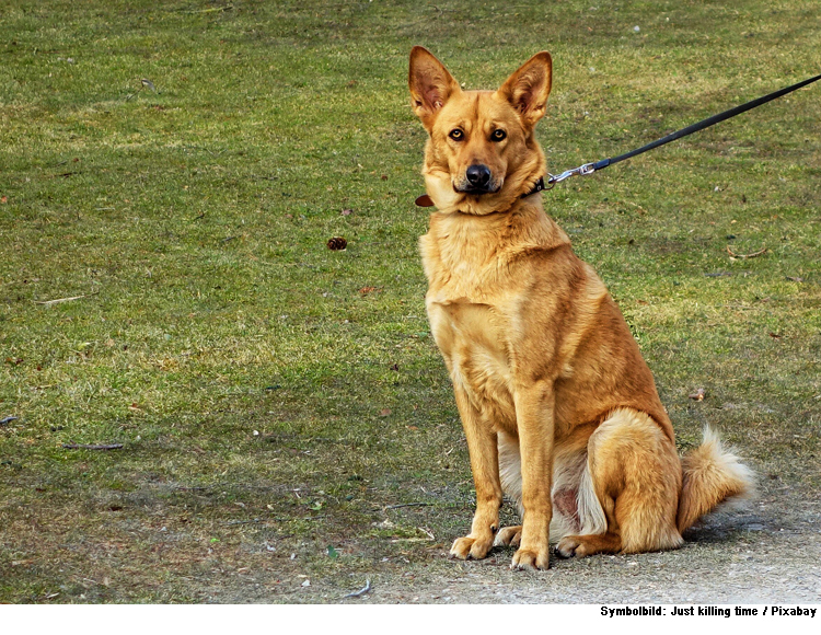 An alle Naturliebhaber und Hundebesitzer