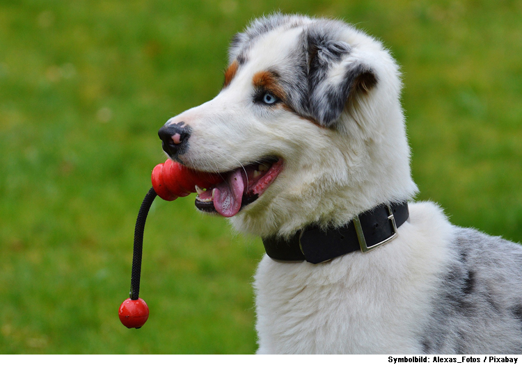 Hundewiese an der Donau ausgewiesen