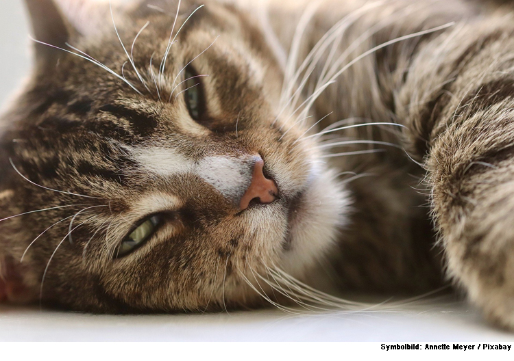 Komfortables Katzen-WC: Wie viel Katzenstreu braucht man?