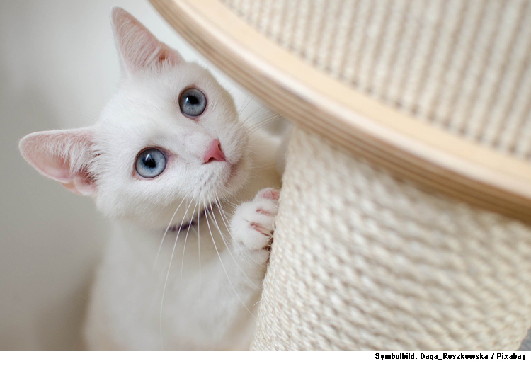 Wenn die Katze am Sofa kratzt