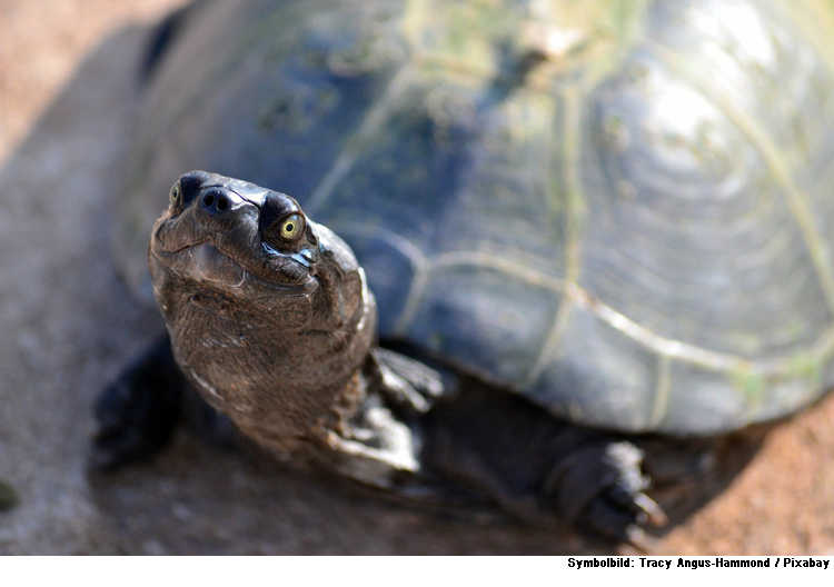 Kältepause für Schildkröten 