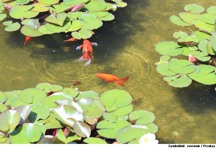 Die richtige Pflege für den Gartenteich