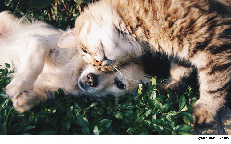 Warum Hund und Katze jetzt besonders wichtig für uns sind