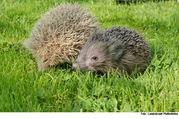 Bitte Wasserstellen für Wildtiere aufstellen