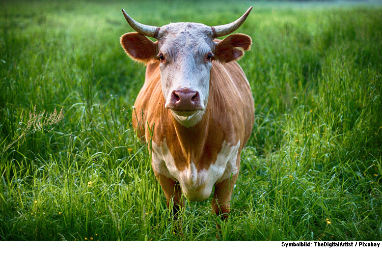 Polizei erschießt ausgebüxten Stier