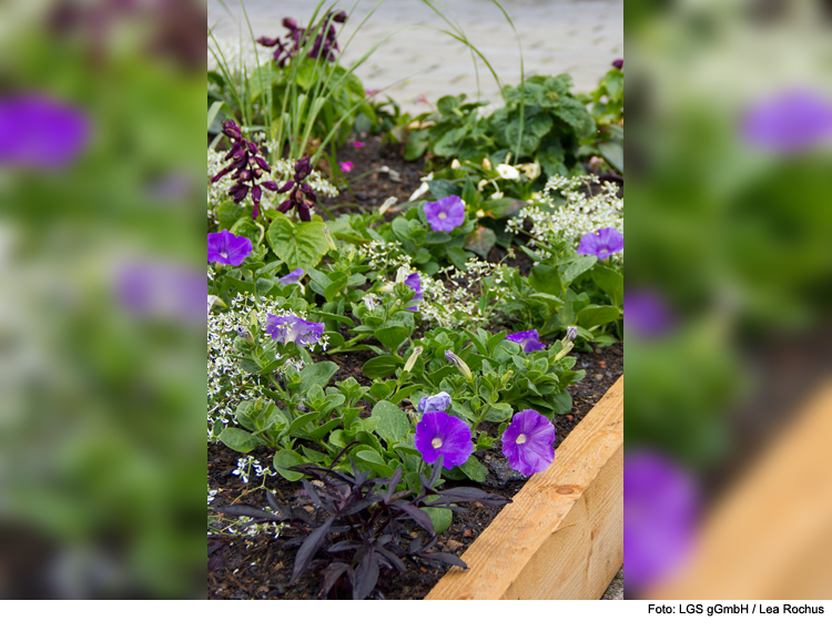 Ein Stück Landesgartenschau fürs eigene Zuhause 