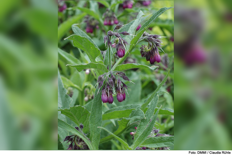 Gartenvisite: „Was blüht denn da?“