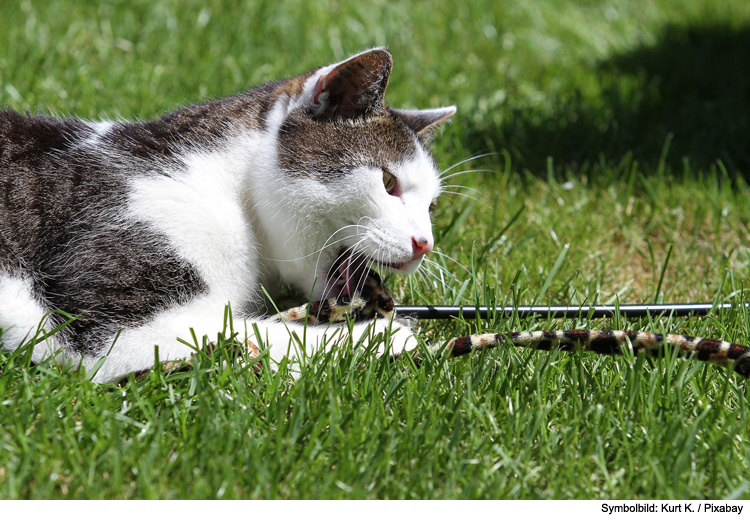 Luftikus oder Bodenschleicher – welcher Spieltyp ist Ihre Katze?