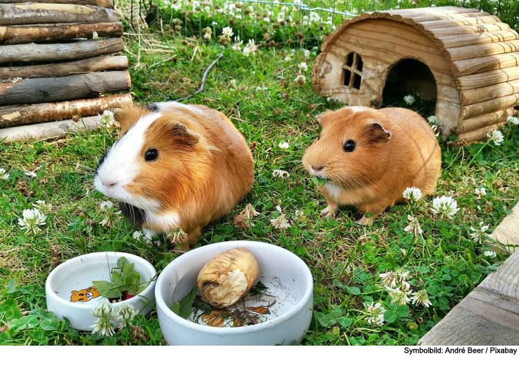 Meerschweinchen und Kaninchen: Sicher ins Freie