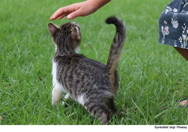 Katzen erziehen? – Gutes Benehmen für Ihre Samtpfote