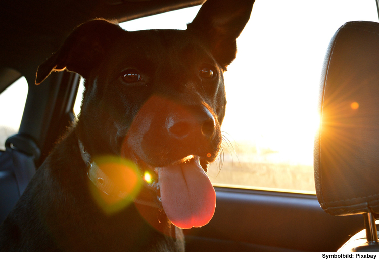 Hitzschlag: Hunde nicht allein im Auto lassen