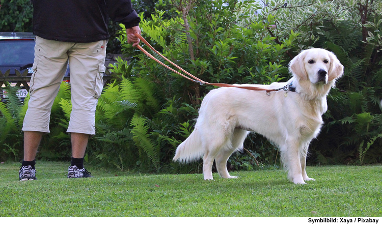 Bußgeld gegen Hundehalter