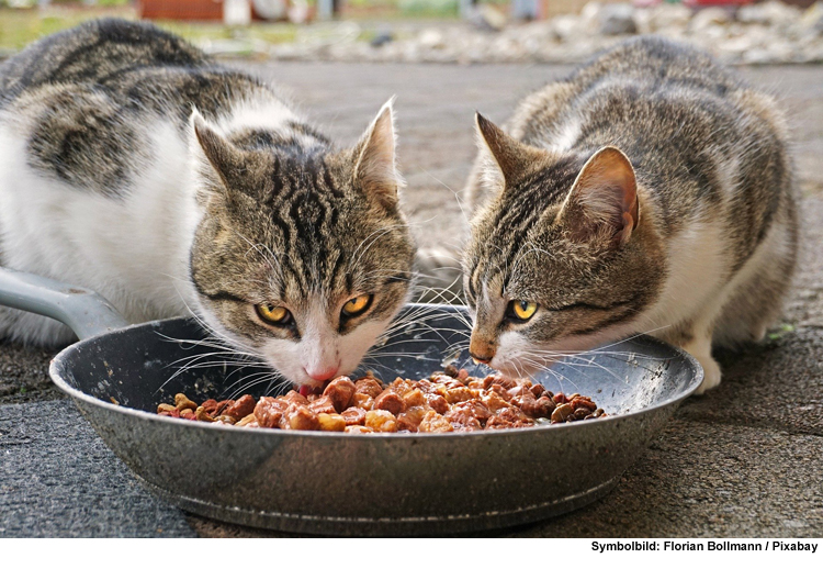 Nassfutter und Trockenfutter als Ernährungs-Kombination für Katzen