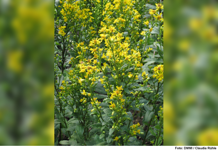 Gartenvisite: „Was blüht denn da?“