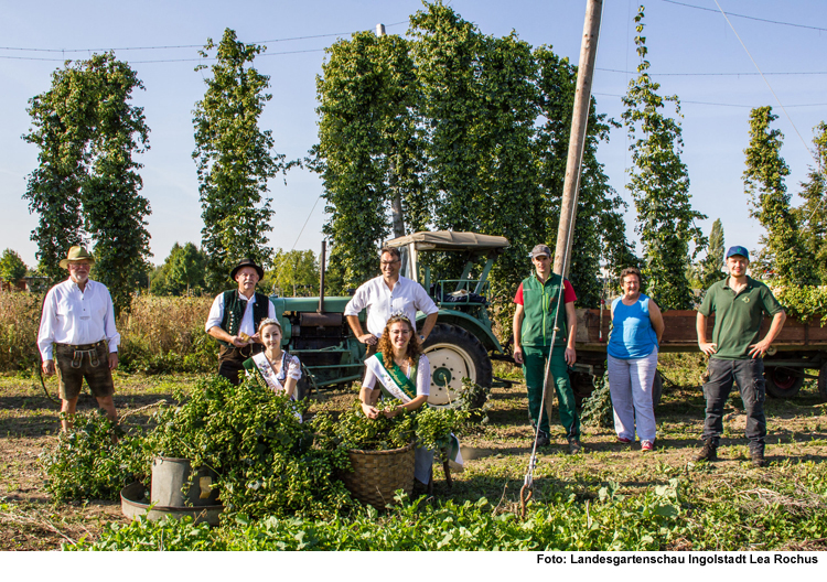 Erste Hopfenernte auf der Ingolstädter Landesgartenschau