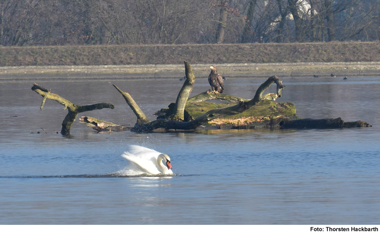 Herbstlicher Vogelzug am Bertoldsheimer Stausee