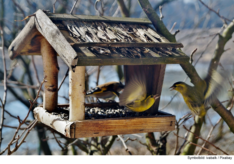 Futter für jede Saison: Ganzjahresfütterung für Wildvögel