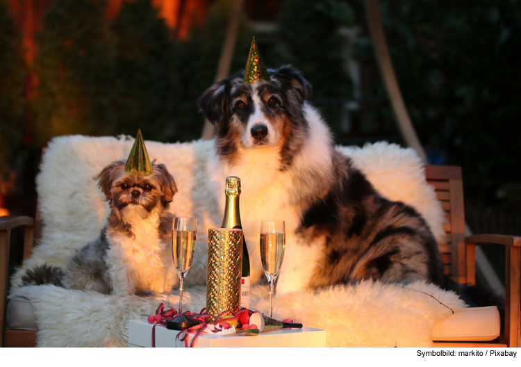 Silvester mit Hund – der Angst keine Chance geben