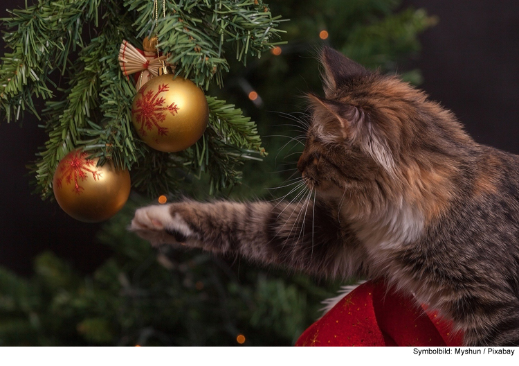 Weihnachten mit der Katze: Friede unterm Tannenbaum