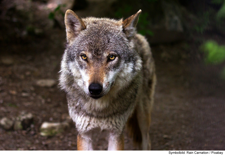 Der Wolf zurück in Bayern: So verhalten Sie sich bei einer Begegnung oder Sichtung richtig   