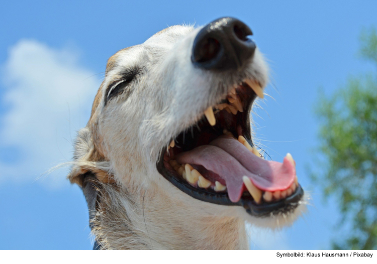 Zahnpflege beim Hund – gut gerüstet gegen Plaque & Co. – Teil 2