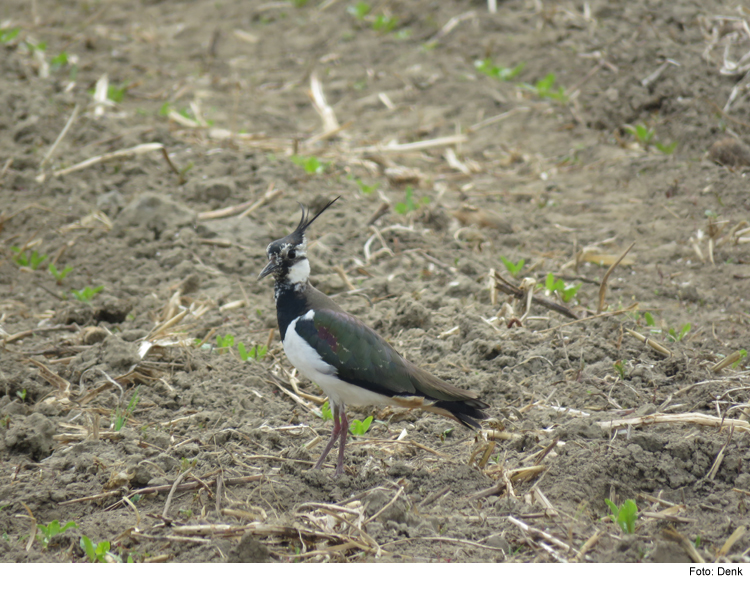 Brachvogel, Kiebitz und Co. - Wiesenbrüter sind auf einen besonderen Schutz angewiesen