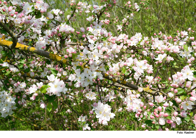 Streuobstwiesen sind wertvolle Elemente für die Natur