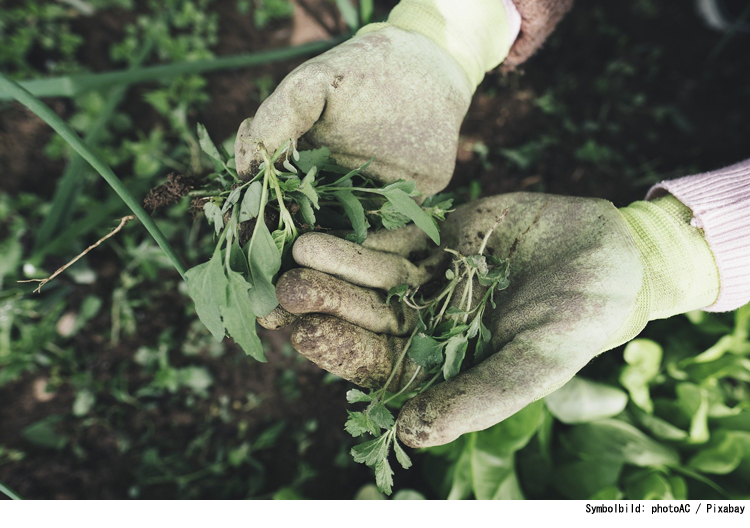 Gartenarbeit als Gesundheitssport 