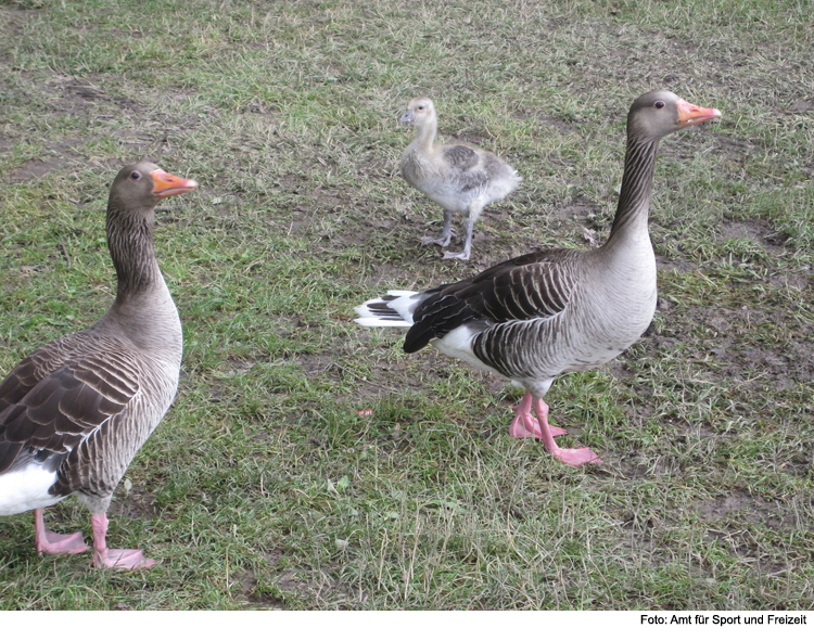 Gänsezäune werden aufgestellt 