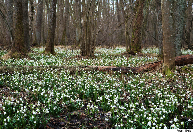 Frühlingserwachen im Feilenforst