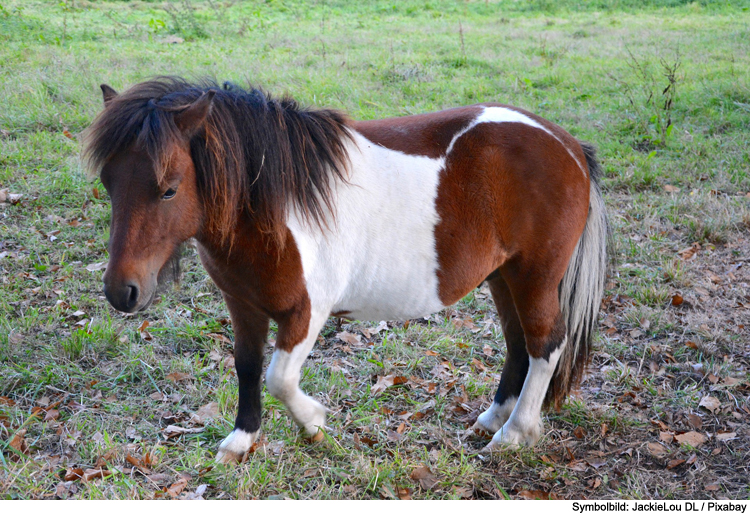 Mann tritt Pony in Bauch: Unfall mit Reiterin (10)