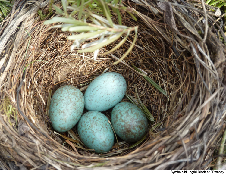 Umsicht beim „Frühjahrsputz“ im Garten 