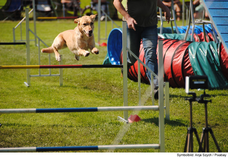 Teamsport auf sechs Beinen: Agilty mit Ihrem Hund 