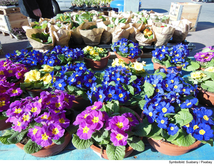 62-Jährige klaut Blumen im Wert von 5 Euro