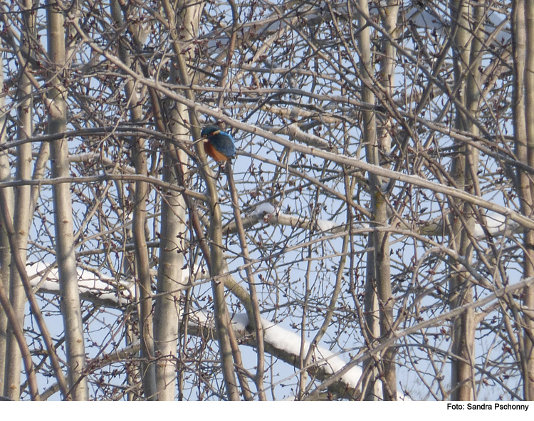 Wasseramsel und Eisvogel im Kreis Pfaffenhofen