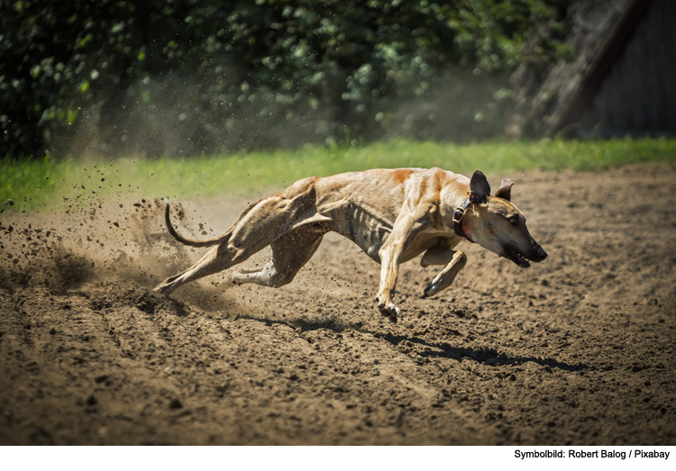 Joggerin von Hund ins Gesäß gebissen