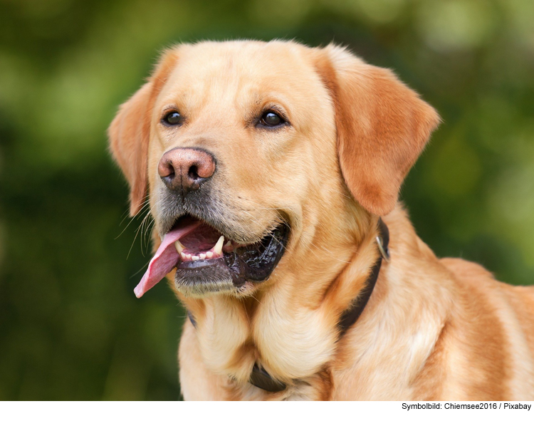 Freilaufender Hund verursacht Verkehrsunfall