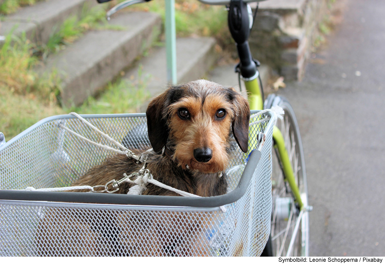 Fahrradfahren mit Hund  