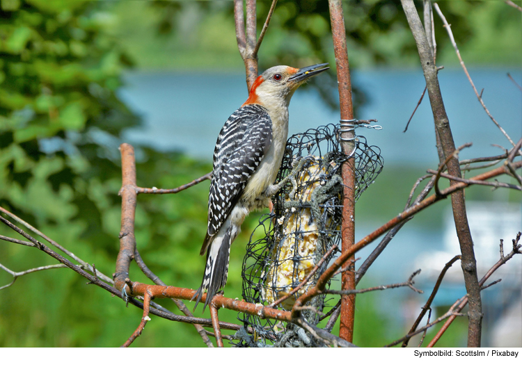 Müssen Wildvögel jetzt noch gefüttert werden? 