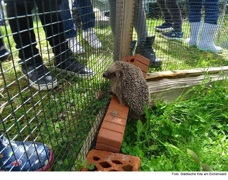 Igel im Kindergarten 