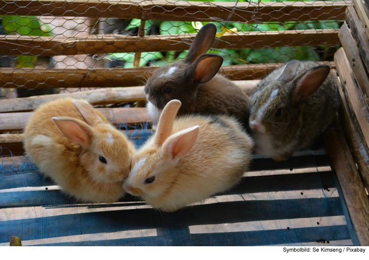 Neue Mitbewohner: Die Kaninchen ziehen ein