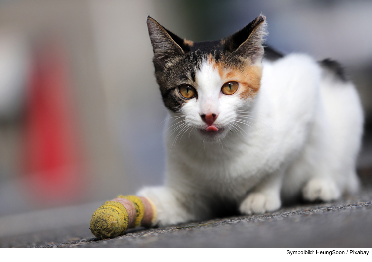 Erste Hilfe bei Katzen